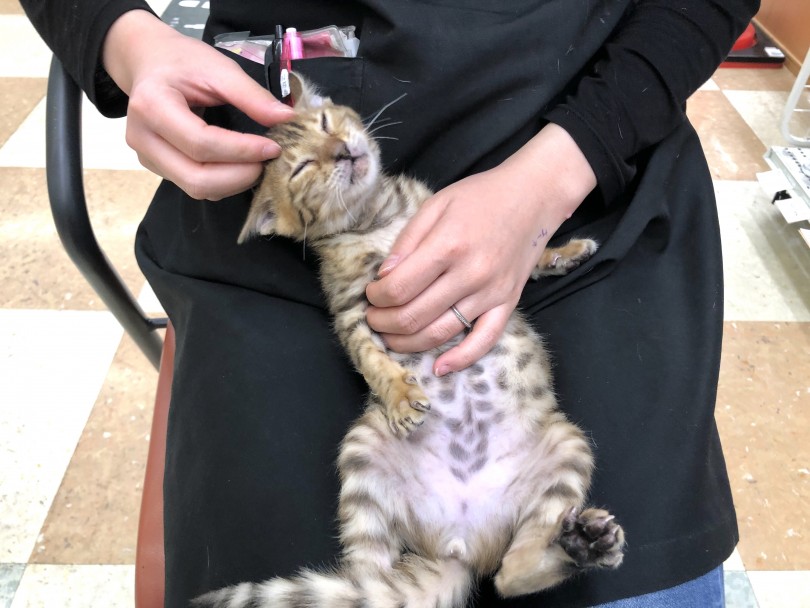 家猫の性格を色濃く継いだベンガルは見た目のワイルドさに反しとっても甘えん坊です | ベンガル （118517） - 城山店