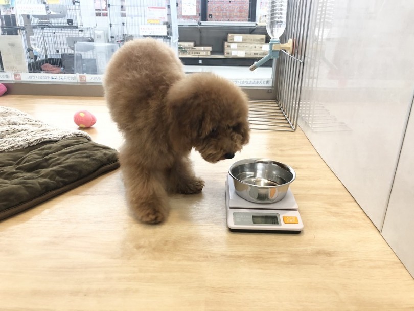プーくんは、ロイヤルカナン エクストラスモールパピー をドライフードで食べています | トイ・プードル （311970） - 港北ニュータウン店