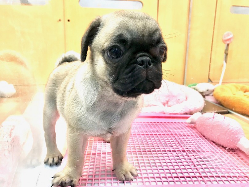 成犬の定義とは | サイズ別で見る成人式ならぬ