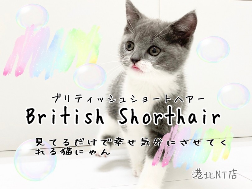 【 ブリティッシュショートヘア 】まん丸フォルム！ブルー＆ホワイトの女の子登場！
