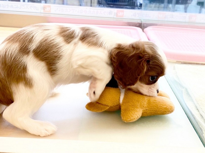 柔らかな手触りで、まるでつきたてのお餅のような感触のキャバリアちゃん | キャバリア・キングチャールズ・スパニエル （311983） - 港北ニュータウン店