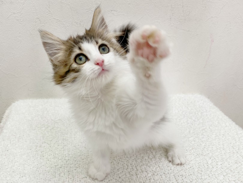 ノルちゃんは甘えん坊でかわいい性格をしているんです♡ | ノルウェージャンフォレストキャット （116513） - 下丸子店