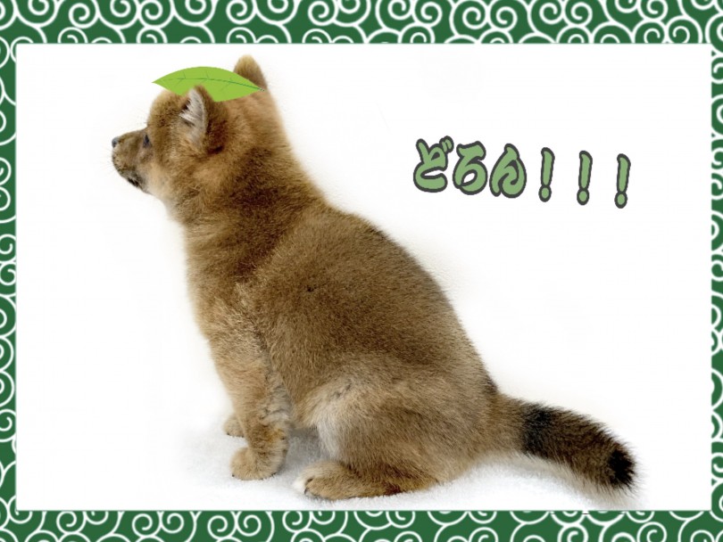 ご縁を感じた方はフィーリングチェックをお早めに! | 柴犬 (130285) - 高井戸店