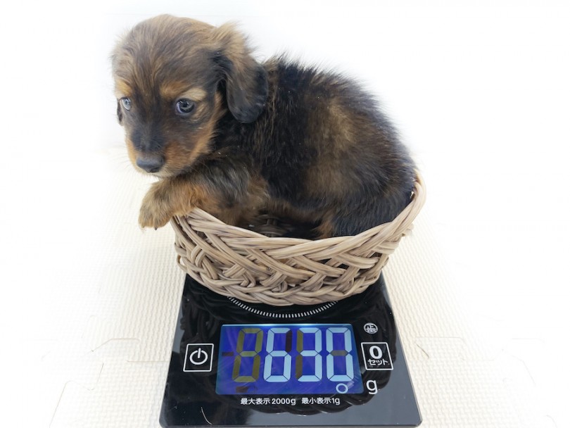 生後50日時点での体重は630g | カニンヘン・ダックスフント （814653） - 相模大塚店