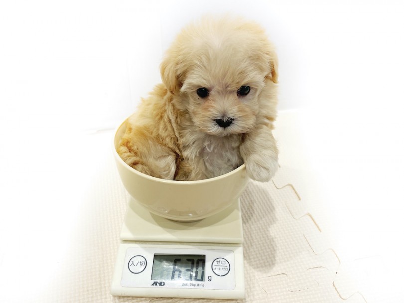 成犬時は3kg前後を予想していますので、小さなお子さんでもお散歩が出来てしまうサイズ感！ | MIX マルプー （11805） - 横浜 白楽店