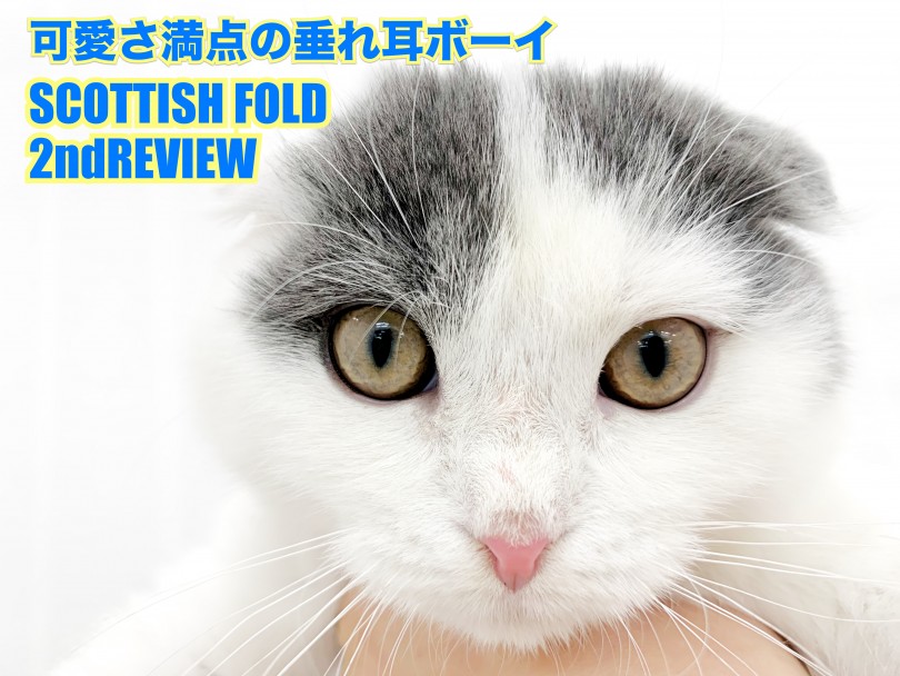 【 スコティッシュフォールド 】可愛さ満点の垂れ耳ボーイのセカンドレビュー！