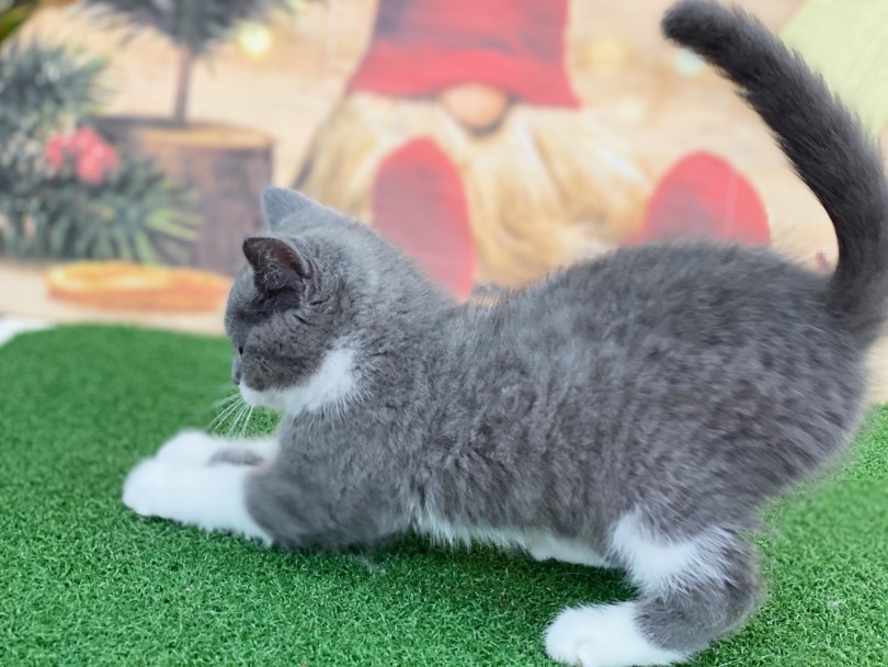 丸いフォルムの猫さんといえば・・・ | ブリティッシュショートヘア （311982） - 港北ニュータウン店