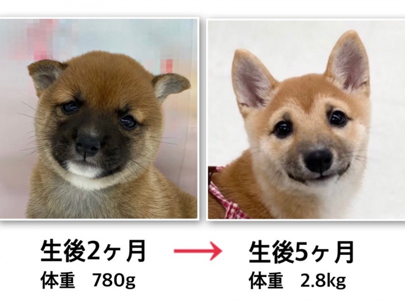 日本犬らしく優美に成長中 | 豆柴 （311960） - 港北ニュータウン店