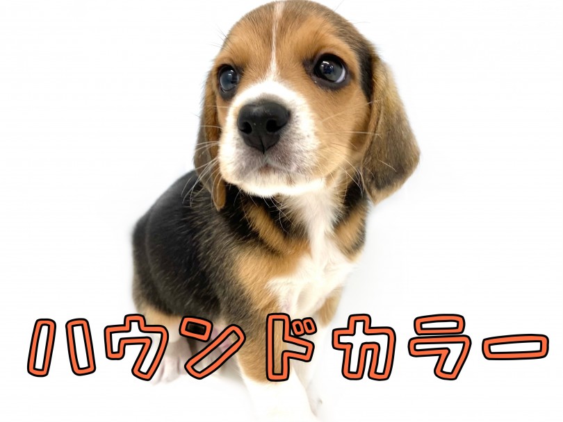 人気のブラックタン＆ホワイトのハウンドカラー | ビーグル （150146） - 東川口店