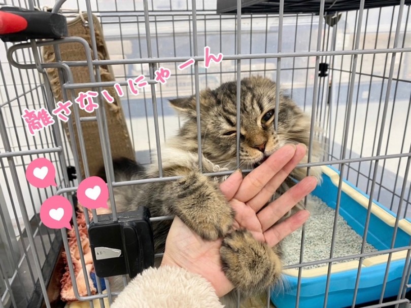 性格は理想的なマフィンちゃん | ラガマフィン （311977） - 港北ニュータウン店