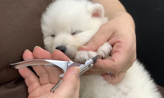 毛量も多い犬種になりますので、日頃のケアはとても大切です | スピッツ （117294） - 鎌ヶ谷店