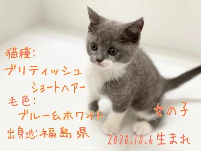 コロンとしたボディが小さなお子様からお年寄りまで大人気のブリティッシュショートヘアの女の子 | ブリティッシュショートヘア （311982） - 港北ニュータウン店