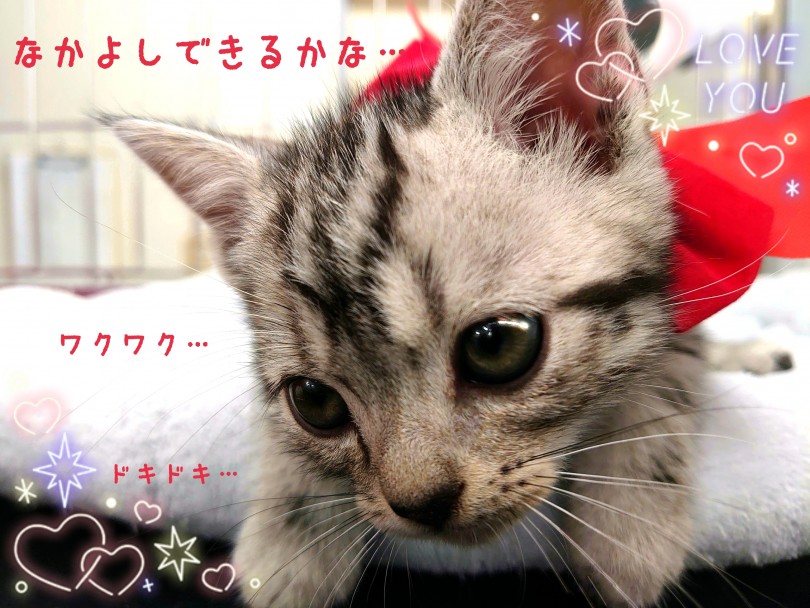 しっかり自立心のあるアメちゃんはペットというよりは心強いパートナーになってくれます | アメリカンショートヘア （130277） - 高井戸店