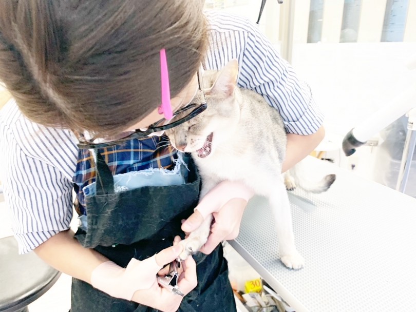 爪切り中も飼い主のトリマーUさんの顔にすりすりしていました(笑) | マルワンの隣!ビューティーサロンに密着! - 東日暮里店