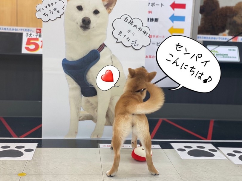 お散歩トレーニングも店内でスタート | 豆柴 （311960） - 港北ニュータウン店