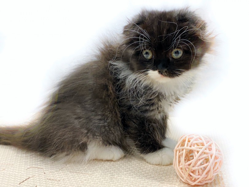 猫ちゃんとの生活は毎日が新発見です！ | スコティッシュフォールド （11800） - 横浜 白楽店