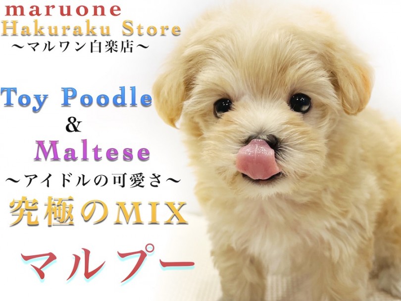 【 MIX 】マルプーの女の子！初心者も安心！性格、子犬の飼い方のポイントを紹介