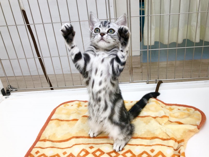 大好きな猫じゃらしを一生懸命手で捕まえようとします！ | アメリカンショートヘア （512700） - 本羽田店