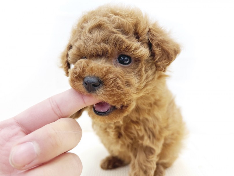 絶対に！子犬のうちに慣れさせた方がいい事！ | トイ・プードル （814654） - 相模大塚店