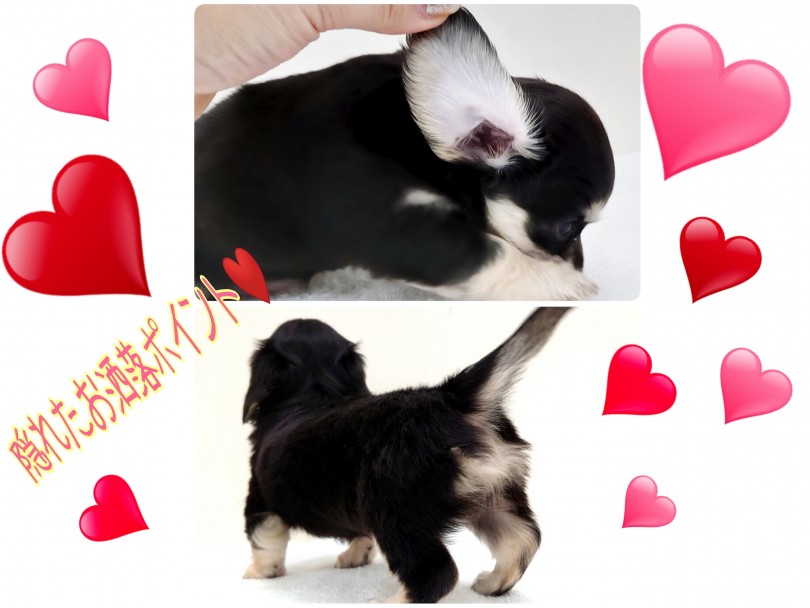 思わずクスッと笑ってしまう豊かな表情や愛らしさに溢れています | MIX犬 チワックス （130284） - 高井戸店