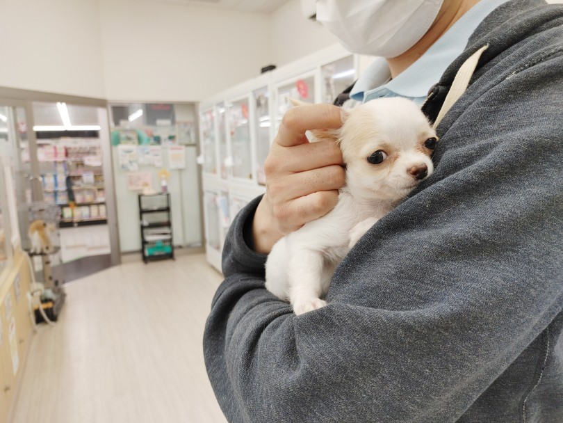 犬界トップクラスの家族思いなチワワ！べたべたな愛情が欲しい方にオススメ！ | チワワ （512702） - 本羽田店