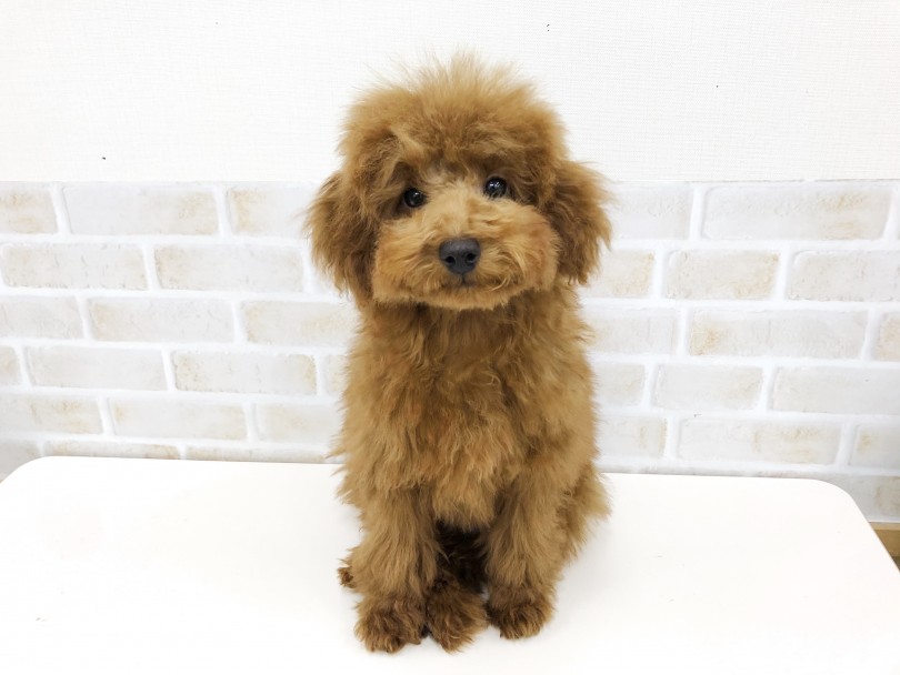 被毛が豊かなワンちゃんであれば、様々なカットを楽しむこともできます！ | トイ・プードル （713744） - 鶴見店