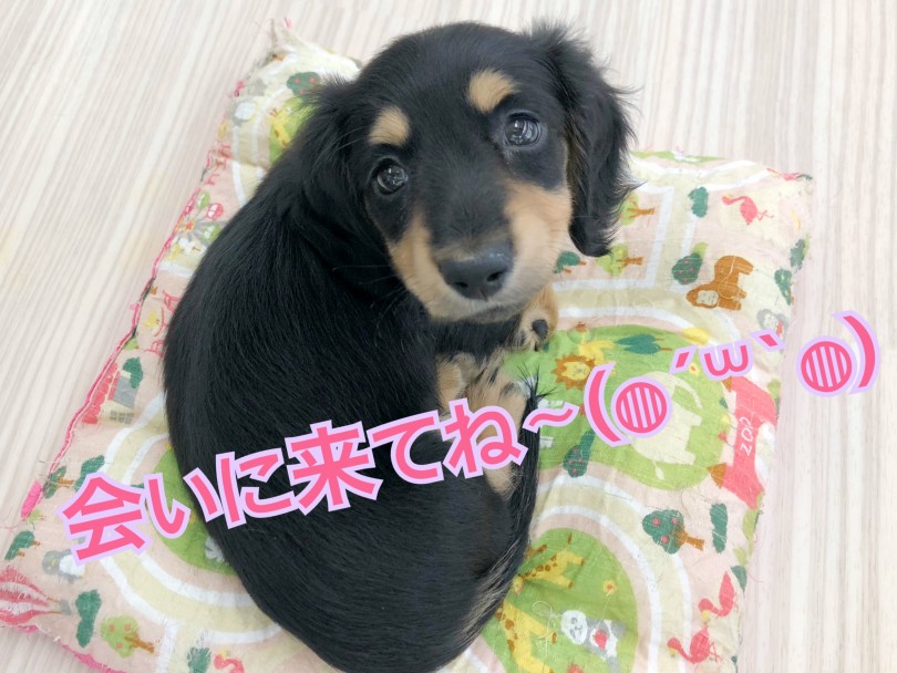 皆様のご来店をお待ちしております♪ | ミニチュア・ダックスフント （512701） - 本羽田店