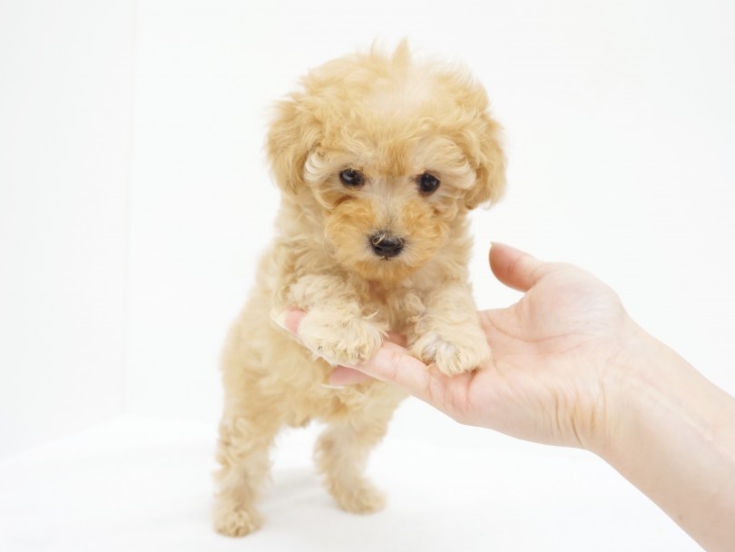 これからワンちゃんとの生活をスタートしようという初心者にもオススメです | トイ・プードル （6130988） - 大倉山店