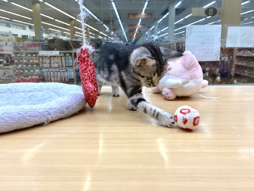 転がして遊ぶのも大好きです! | アメリカンショートヘア (118511) - 城山店