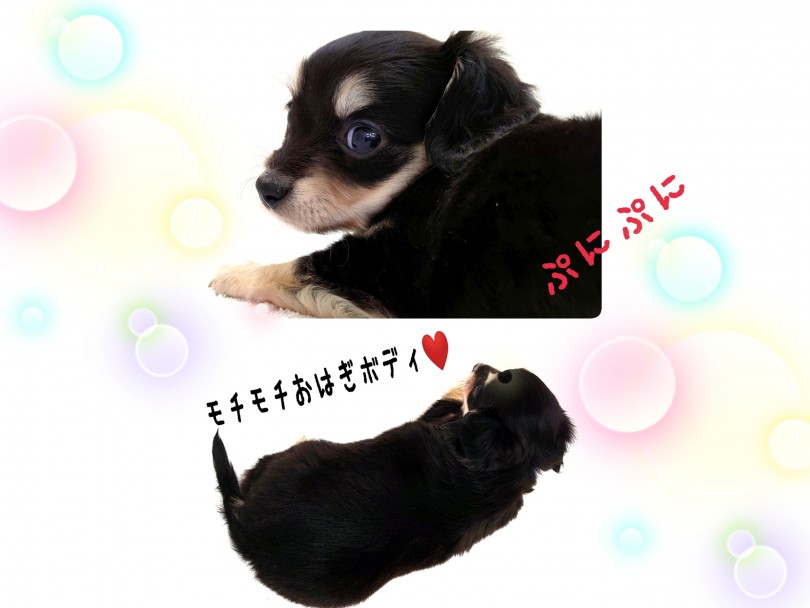 イチオシ可愛いポイントはなんといっても小さいお顔！ | MIX犬 チワックス （130284） - 高井戸店