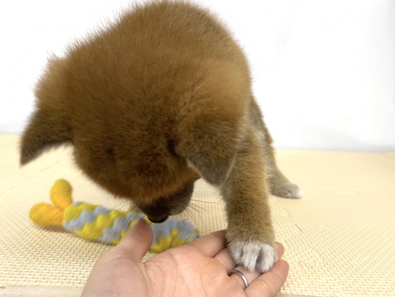 柴犬ちゃんに『ちょーだい』とお願いしたところ・・・ | 柴犬 （118516） - 城山店