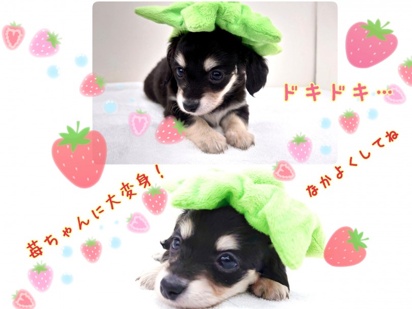 ルックス、性格共にパパとママの良い所をしっかり受け継いだ理想のMixちゃん♪ | MIX犬 チワックス （130284） - 高井戸店