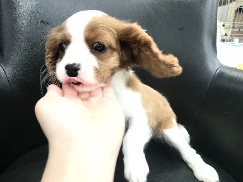 人が大好きなキャバリアちゃんは、スタッフの指示をしっかり聞いてくれます | キャバリア・キングチャールズ・スパニエル （119258） - 梅島店