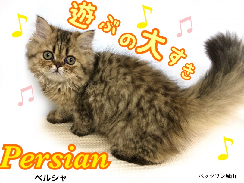【 ペルシャ 】甘え上手な鼻ペタネコちゃん