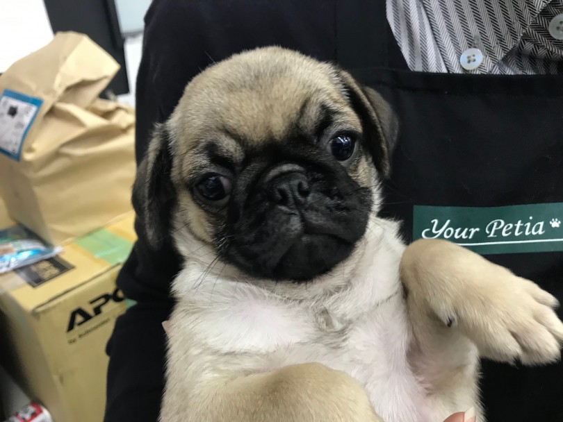 幅広い方にオススメできる犬種です | パグ （117296） - 鎌ヶ谷店
