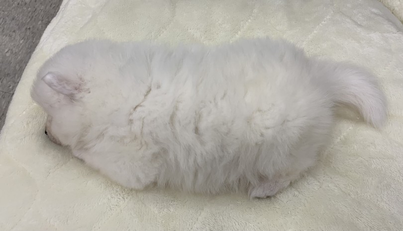 雪のようなフワモコな被毛とカラー | スピッツ （117294） - 鎌ヶ谷店