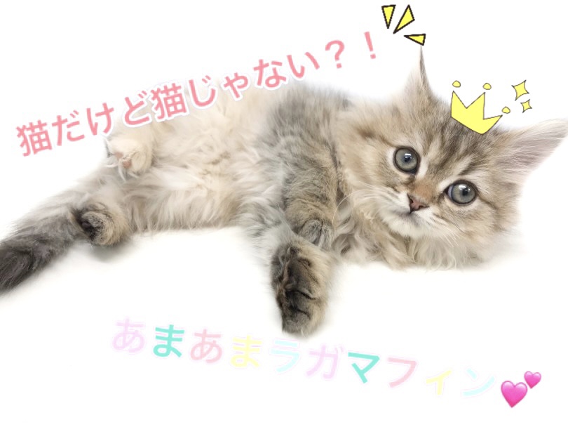 【 ラガマフィン 】猫だけど猫じゃない？！人が大好き！あまあま女の子の登場！