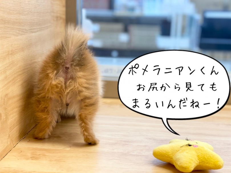 ポメラニアンってこんなわんこ | ポメラニアン （311980） - 港北ニュータウン店