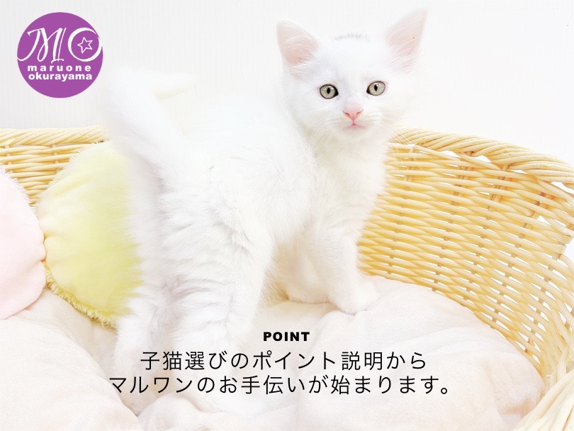 「この子をお迎えして本当に良かった！！」と言っていただけるよう全力でサポートさせていただきます | メインクーン （6130993） - 大倉山店