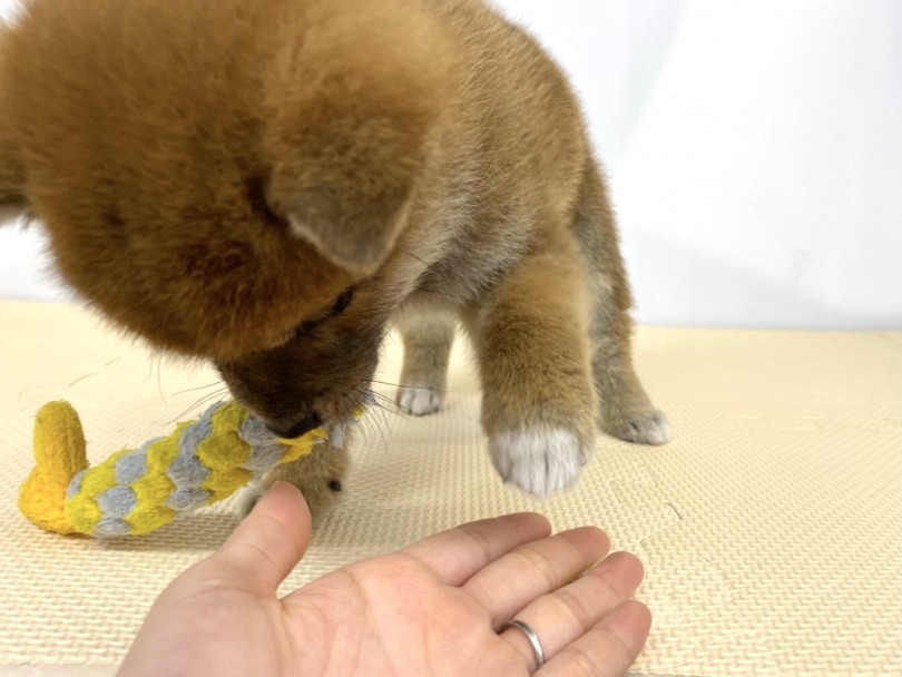 遊ぶの大好き！一緒に遊びたくなる犬 | 柴犬 （118516） - 城山店