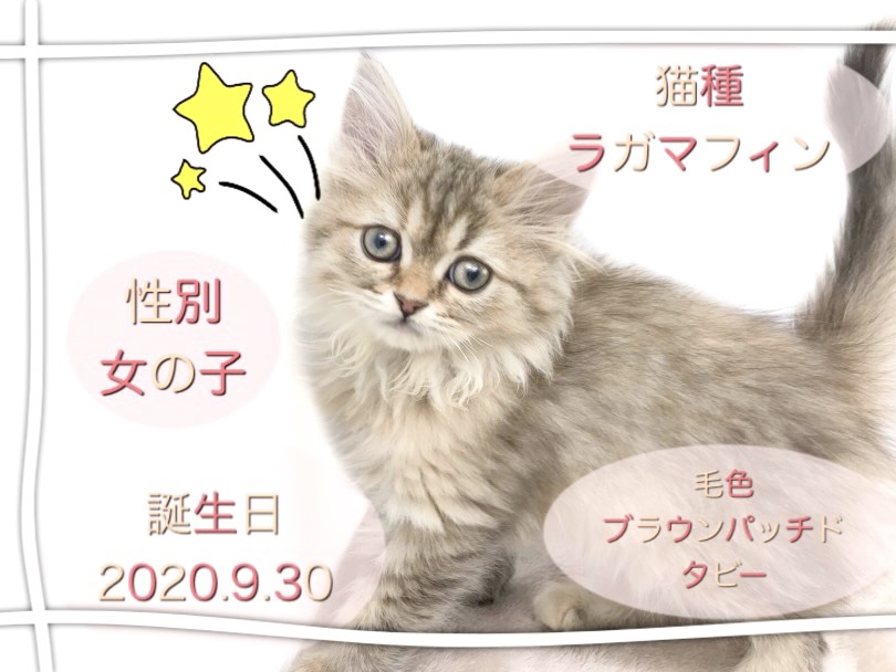 生後二か月で約810g | ラガマフィン （150149） - 東川口店