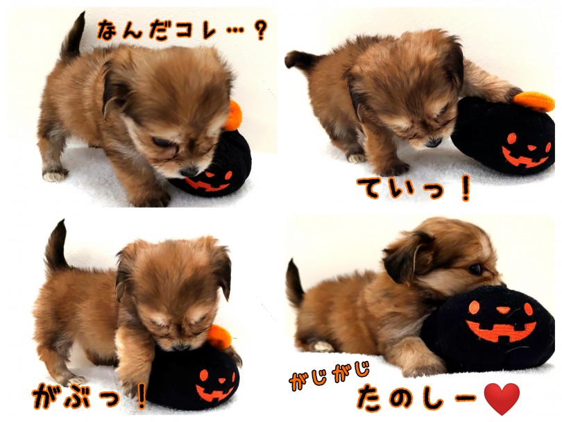一人時間も楽しく過ごせるのでお留守番も安心ですね♪ | MIX犬 マルックス (130287) - 高井戸店