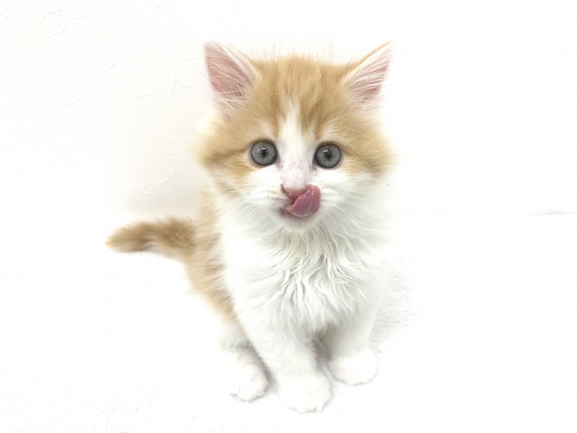 低アレルゲンで猫アレルギーになりにくい？！ | サイベリアン （140566） - 横浜 元町店