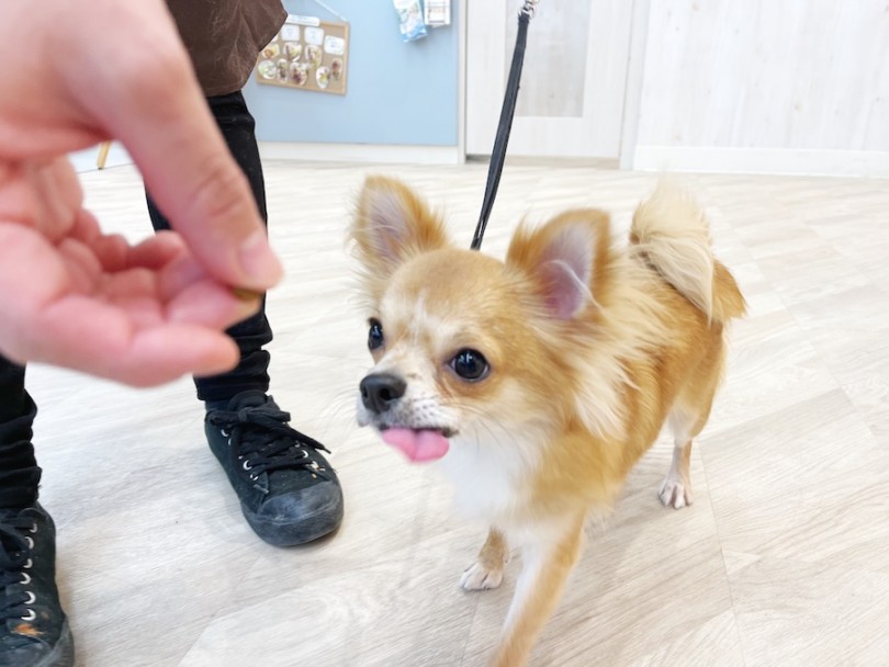 【歩きたくない】というマイナスを【歩きたい】へ変換してあげる | お家で出来る！犬のしつけ、トレーニング方法の説明書 - 相模大塚店