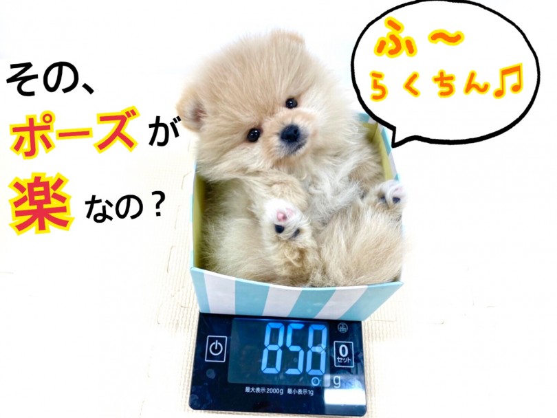 現在(12/22時点)の体重は858gでこれはポメラニアンの体型の中では平均的な大きさ | ポメラニアン （118520） - 城山店