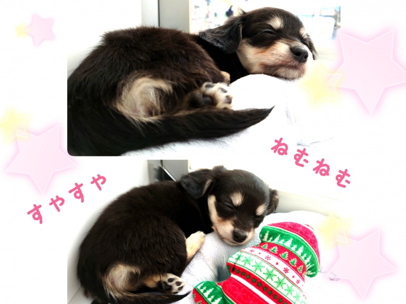 もりもり食べて！たくさん遊んで！いっぱい眠ります！！！ | MIX犬 チワックス （130284） - 高井戸店