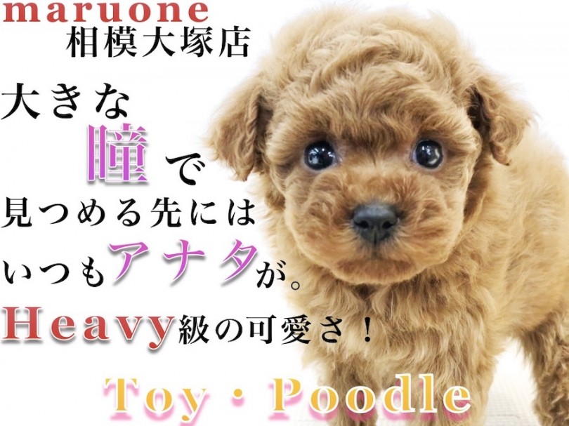 【 トイ・プードル 】アイドル顔のディープレッド！子犬の内に慣れさせたい事とは？