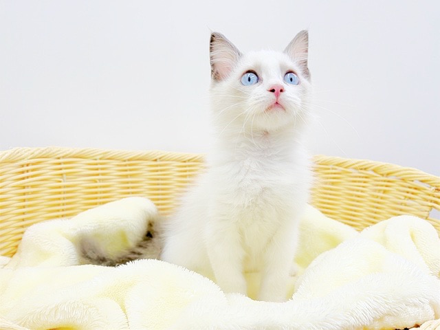 直伝！生後7〜8か月までの飼育の極意！ | ラグドール （6130981） - 大倉山店