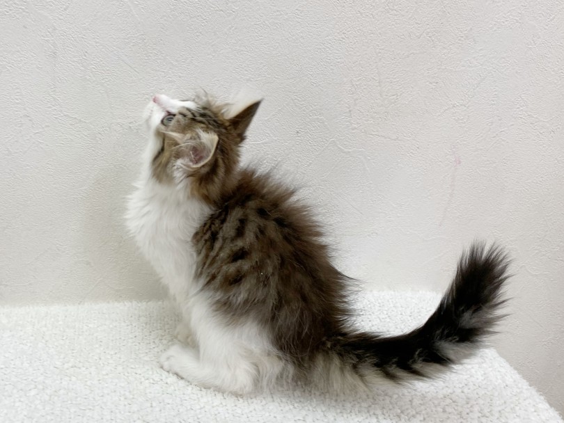 将来は3.0~6.0kgとやや大きめの猫ちゃん | ノルウェージャンフォレストキャット （116513） - 下丸子店