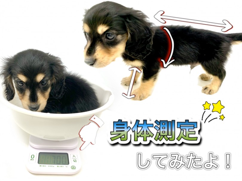 まだまだ生後二ヶ月 | カニンヘン・ダックスフント （150148） - 東川口店